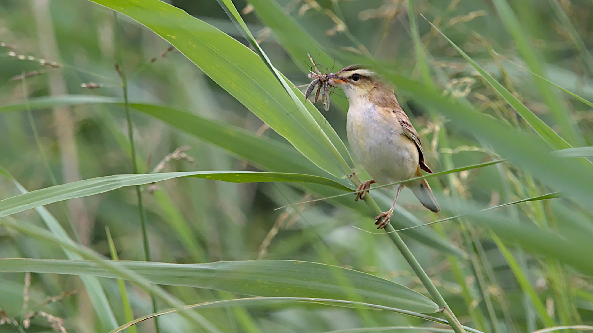 Schilfrohrsänger mit Futter für die kleinen